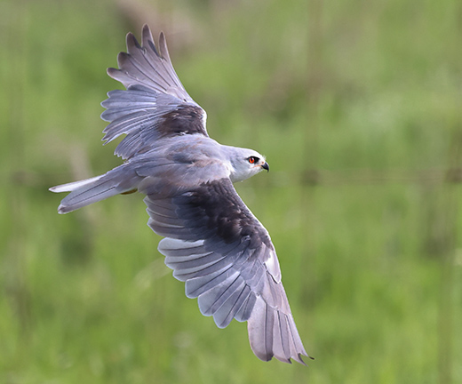 Black-winged Kite in flight